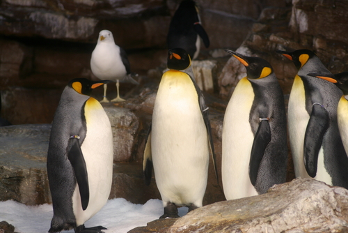 Penguins at SeaWorld in San Antonio, Texas (Steven Ringler/Shutterstock)