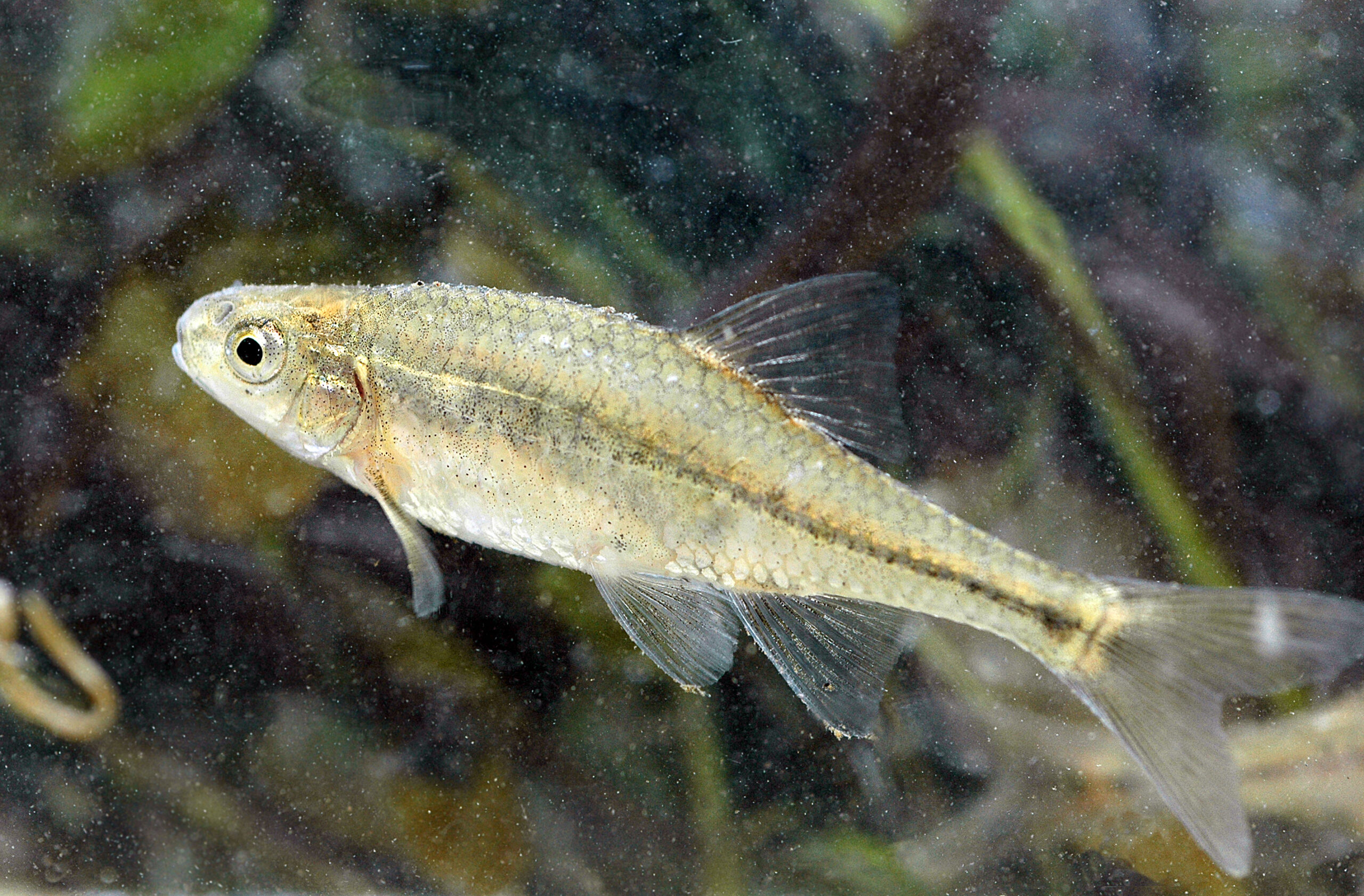 The Oregon chub (<i>Oregonichthys crameri</i>) (Rick Swart/U.S. Fish and Wildlife Service)