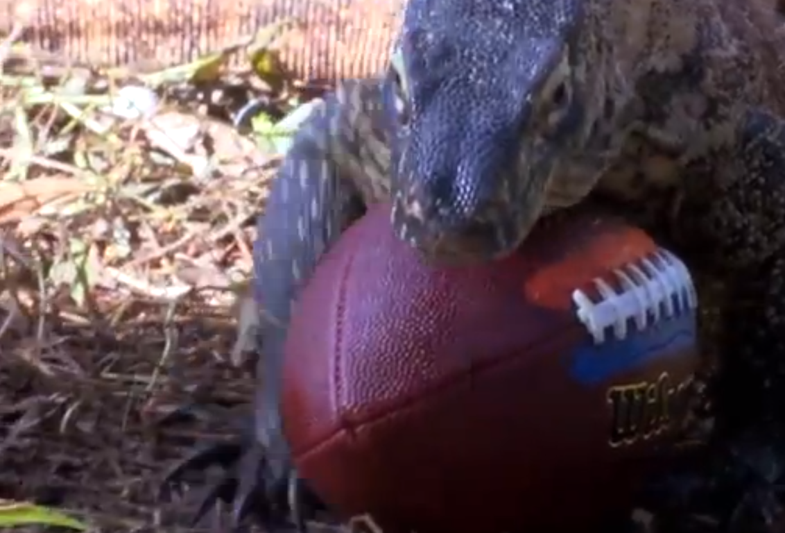 A komodo dragon incorrectly predicts a Broncos win (Screenshot, Moody Gardens)
