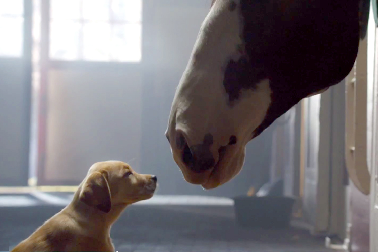 A still from Budweiser's "Puppy Love" Super Bowl commercial. (budweiser.com)