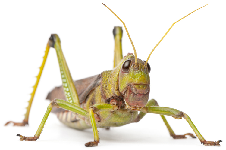(<a href='http://www.shutterstock.com/gallery-85920p1.html'>Eric Isselee</a> via <a href='http://www.shutterstock.com/'>Shutterstock</a>)