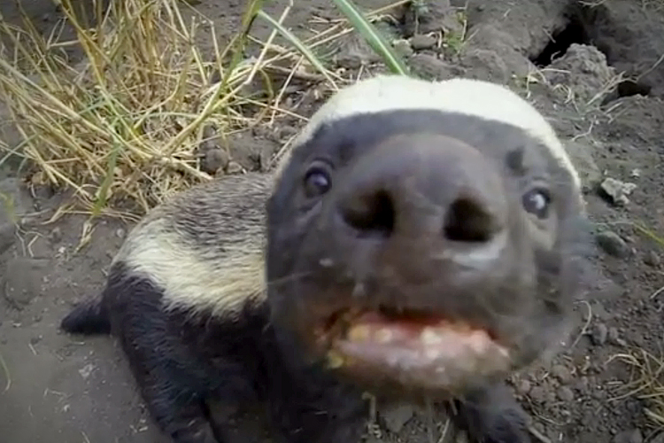 One of the stars of "Honey Badgers: Masters of Mayhem" (PBS)