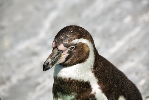 Humboldt penguin (Christian Colista/Shutterstock)