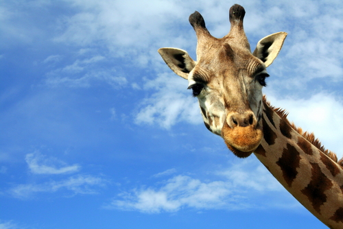 (Anky/Shutterstock)