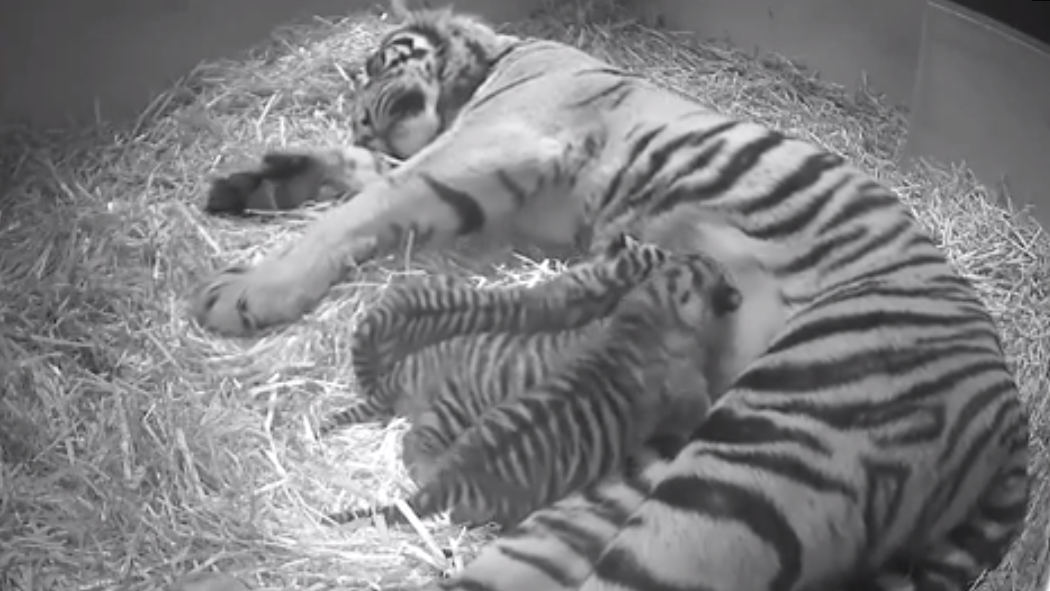 (Screenshot, London Zoo)