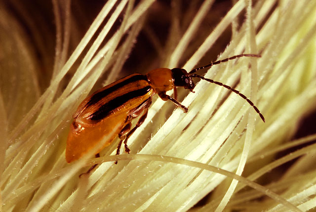 The adult stage of the western corn rootworm shown searching for pollen on corn silk (USDA/Wikimedia Commons)