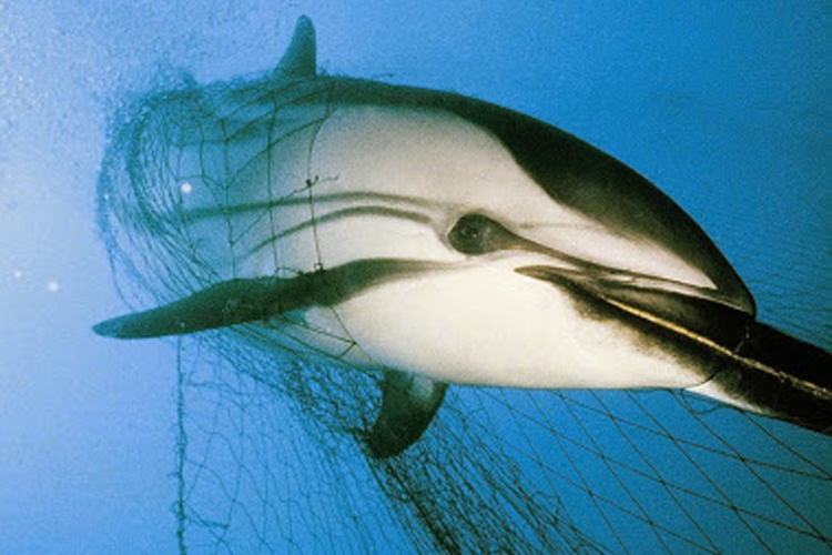 (Oceana)