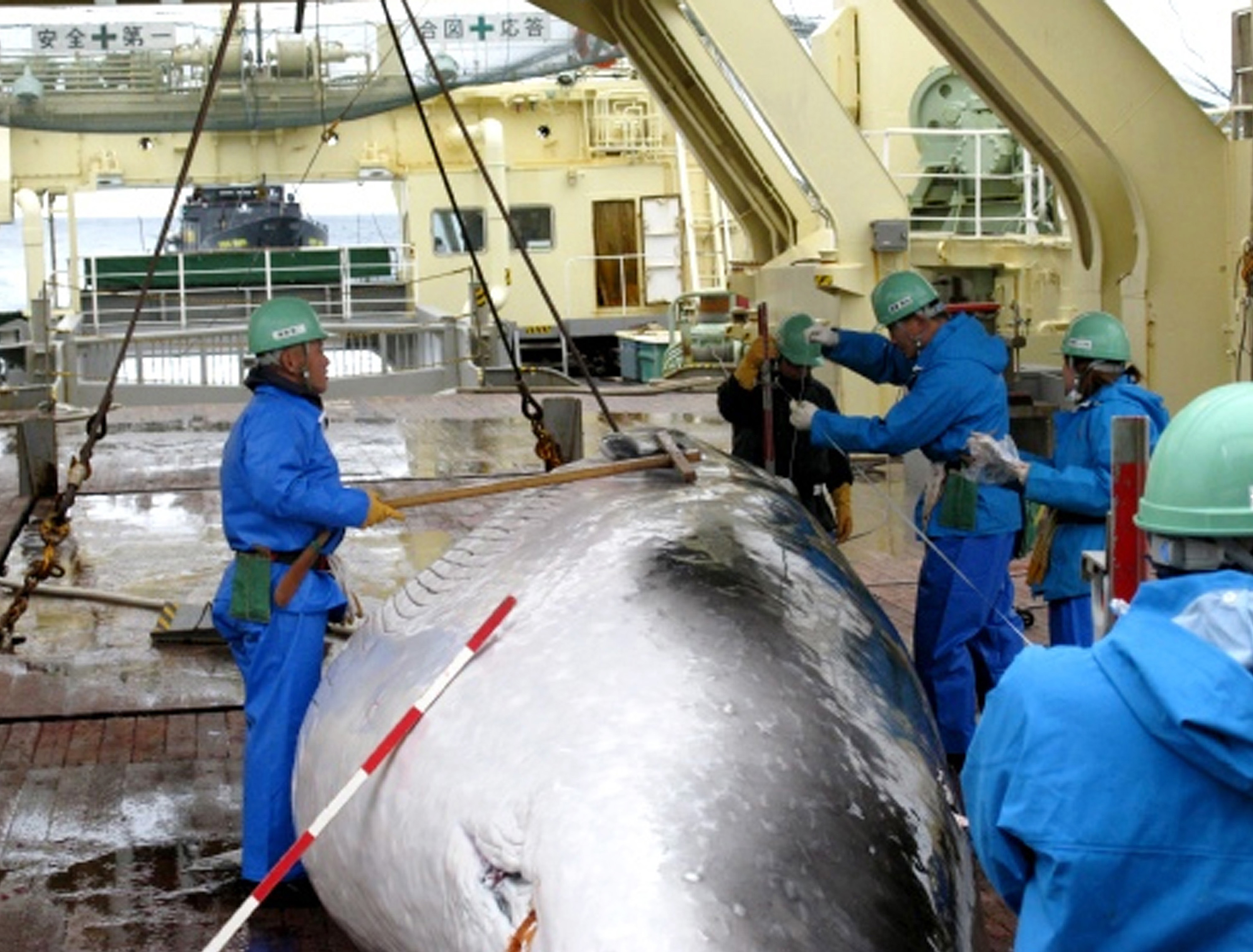In this Feb. 8, 2009 file photo released by Japan's Institute of Cetacean Research workers measure a captured mink whale on the deck of Japanese whaling ship, the Nisshin Maru. (AP Photo/The Institute of Cetacean Research, File)