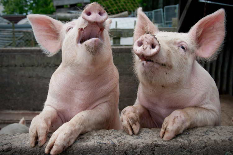 (<a href='http://www.istockphoto.com/user_view.php?id=3598414'>janecat</a> via <a href='http://www.istockphoto.com/'>iStock</a>)