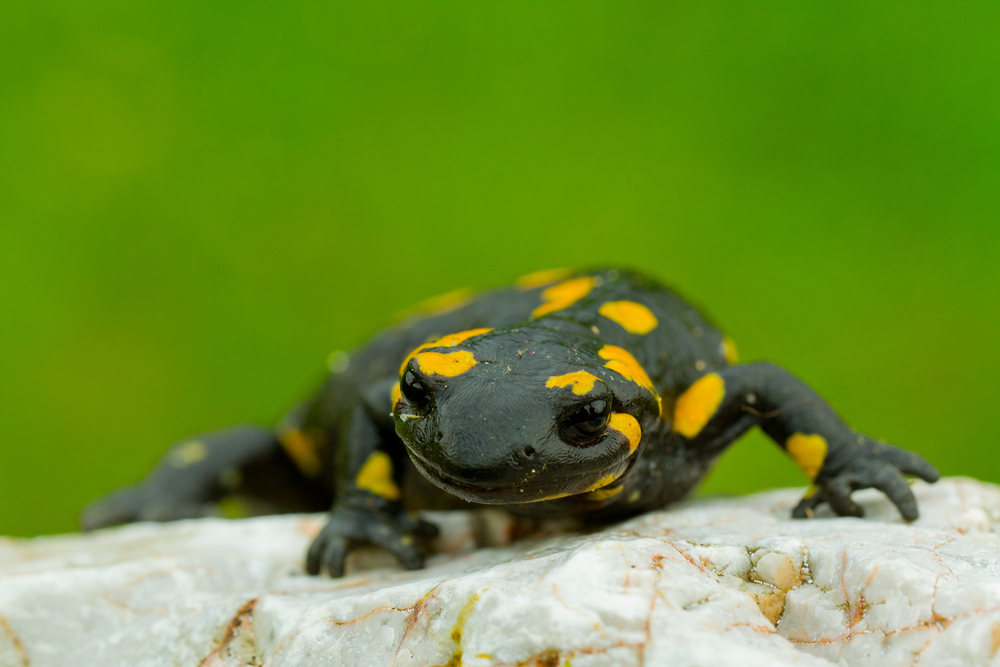 (gorillaimages/Shutterstock)