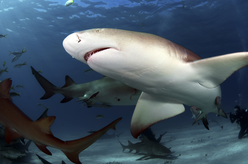 (Greg Amptman/Shutterstock)