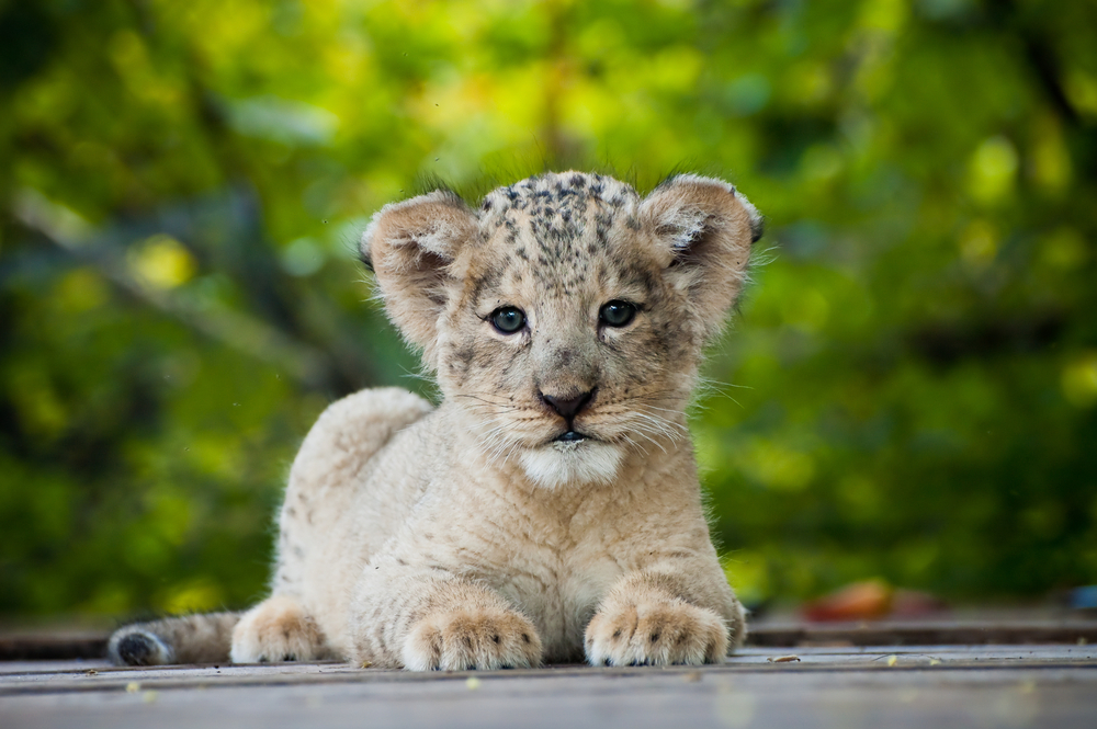 (Heiko Kiera/Shutterstock)