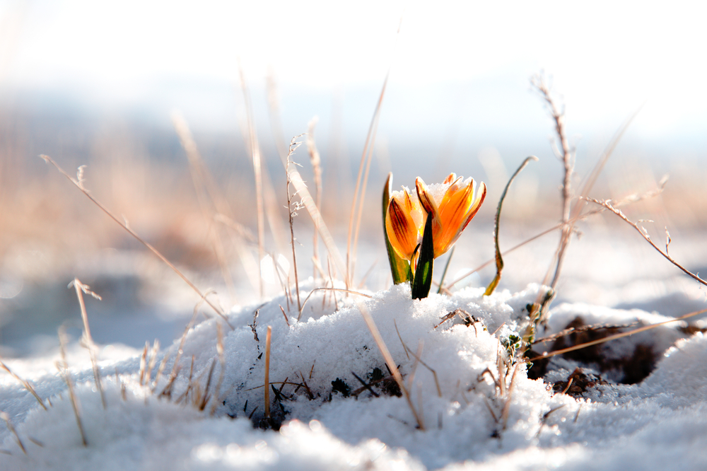 (elena moiseeva/Shutterstock)
