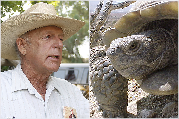 Cliven Bundy and an endangered Desert Tortoise (Reuters/Jim Urquhart/AP)