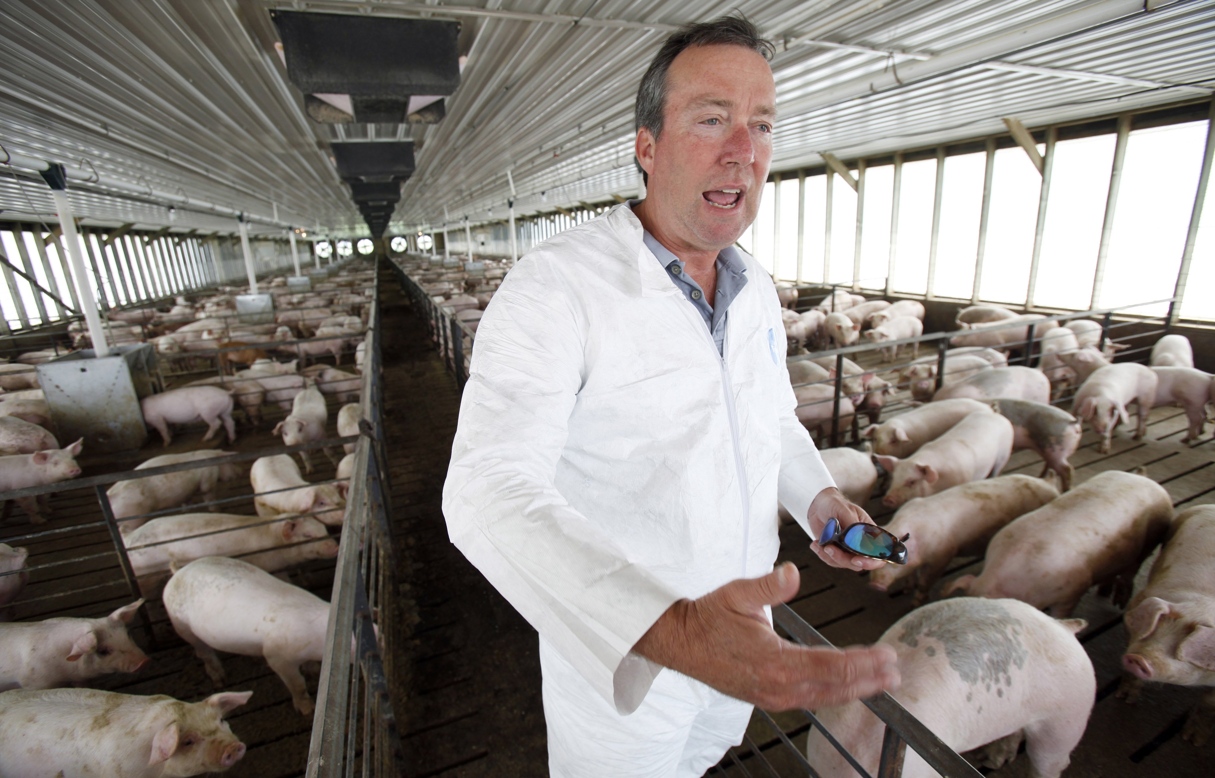 FILE - In this July 9, 2009 file photo Dr. Craig Rowles stands with hogs in one of his Carroll, Iowa, hog buildings. The farmer and longtime veterinarian did all he could to prevent porcine epidemic diarrhea from spreading to his farm, but despite his best efforts the deadly diarrhea attacked in November 2013, killing 13,000 animals in a matter of weeks. PED, a virus never before seen in the U.S. has killed millions of pigs in less than a year, and with little known about how it spreads or how to stop it, its threatening pork production and pushing up prices by 10 percent or more.  (AP Photo/Charlie Neibergall, File) (AP)