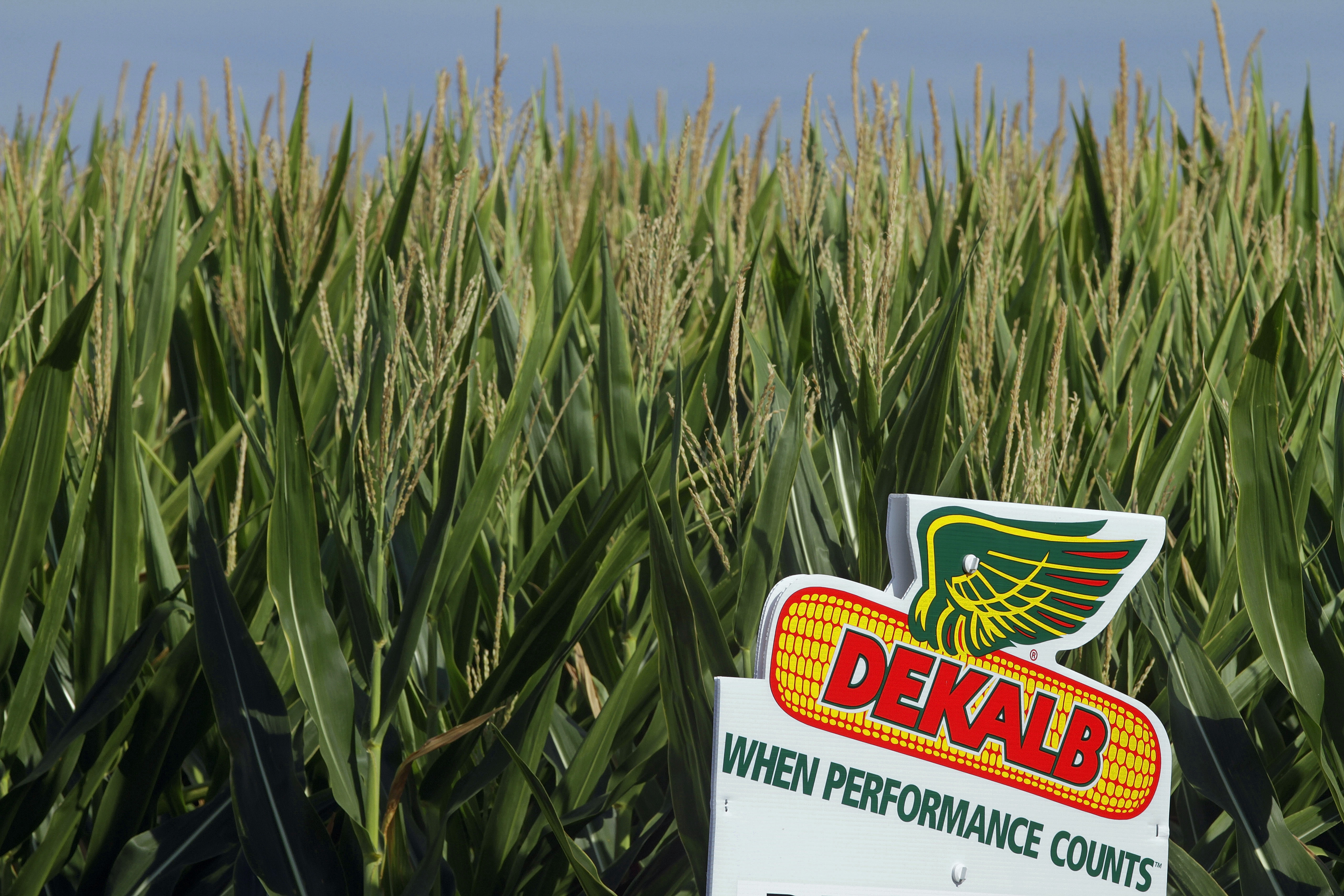 FILE - In this Dunday, July 22, 2012 file photo, a DEKALB corn logo stands along side rows of corn in Ashland, Ill.  DEKALB is one of Monsanto's leading North American brands.  (AP Photo/Seth Perlman, File) (AP)