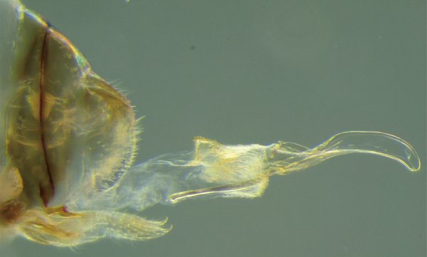 (Yoshizawa et al./Current Biology)