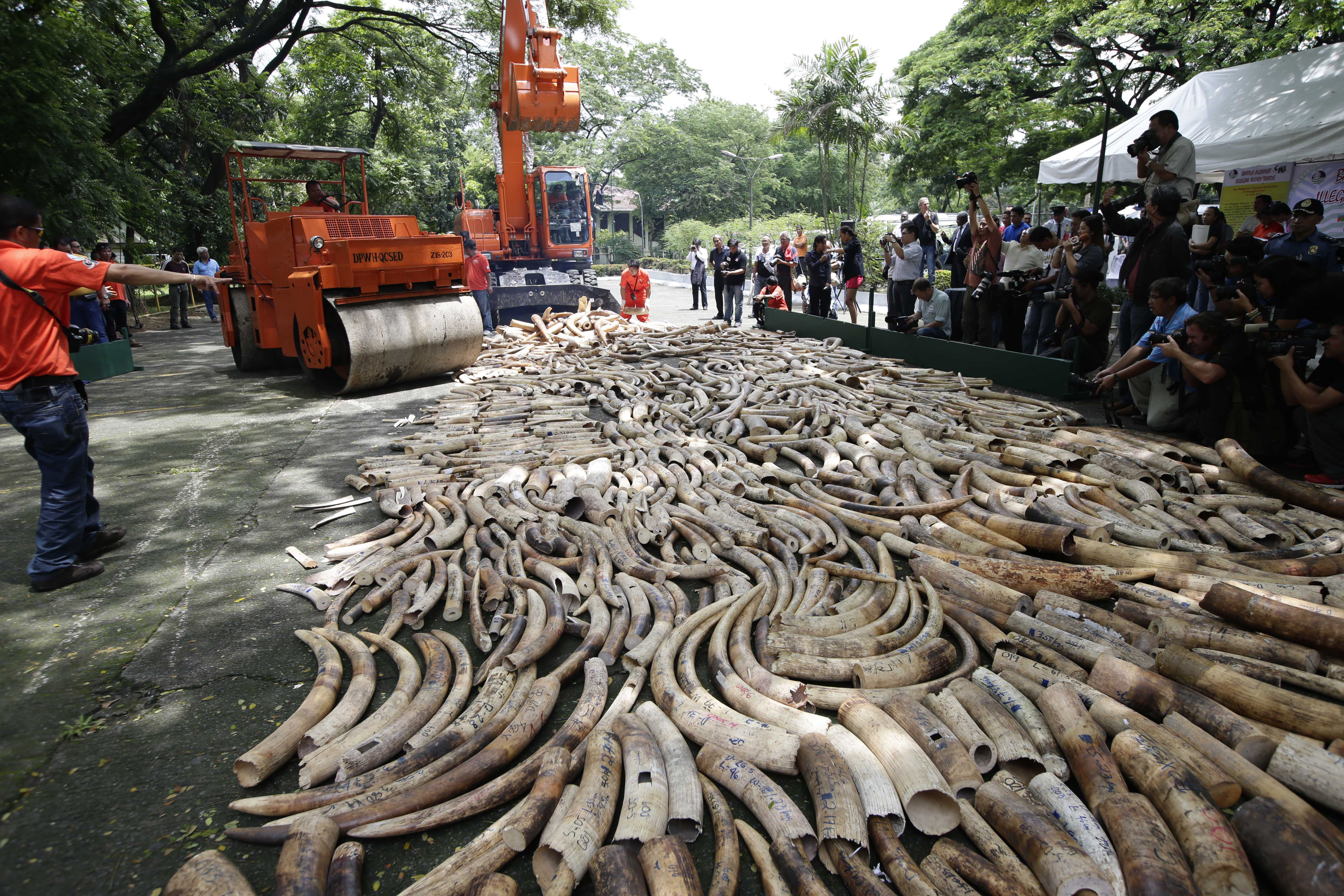 FILE - This June 21, 2013 file photo shows a steamroller and a backhoe used to crush seized elephant tusks during a destruction ceremony at the Protected Areas and Wildlife Bureau of the Department of Environment and Natural Resources in Quezon city, northeast of Manila, Philippines. Political and military elites are seizing protected areas in one of Africas last bastions for elephants, putting broad swaths of Zimbabwe at risk of becoming fronts for ivory poaching, according to a nonprofit research groups report that examines government collusion in wildlife trafficking. (AP Photo/Bullit Marquez, File) (AP)