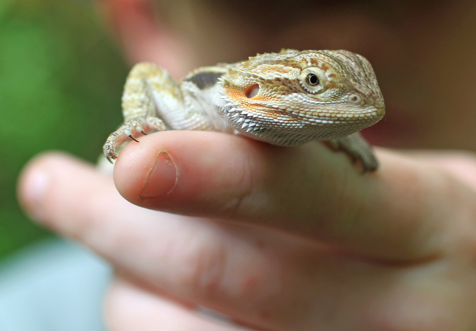 FILE - In this July 22, 2013 file photo, a teenager holds his bearded dragon lizard before a discussion about herpetology at a park in Columbia, S.C. In a report released Thursday, April 24, 2014 by the Centers for Disease Control and Prevention, bearded dragons have joined the list of pets that can give you salmonella poisoning. In the last two years, 132 people in 31 states have been infected with a rare form of salmonella bacteria. (AP Photo/The State, Gerry Melendez) (AP)