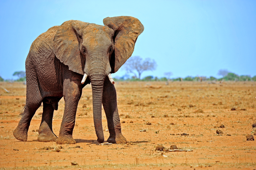 (lewald/Shutterstock)