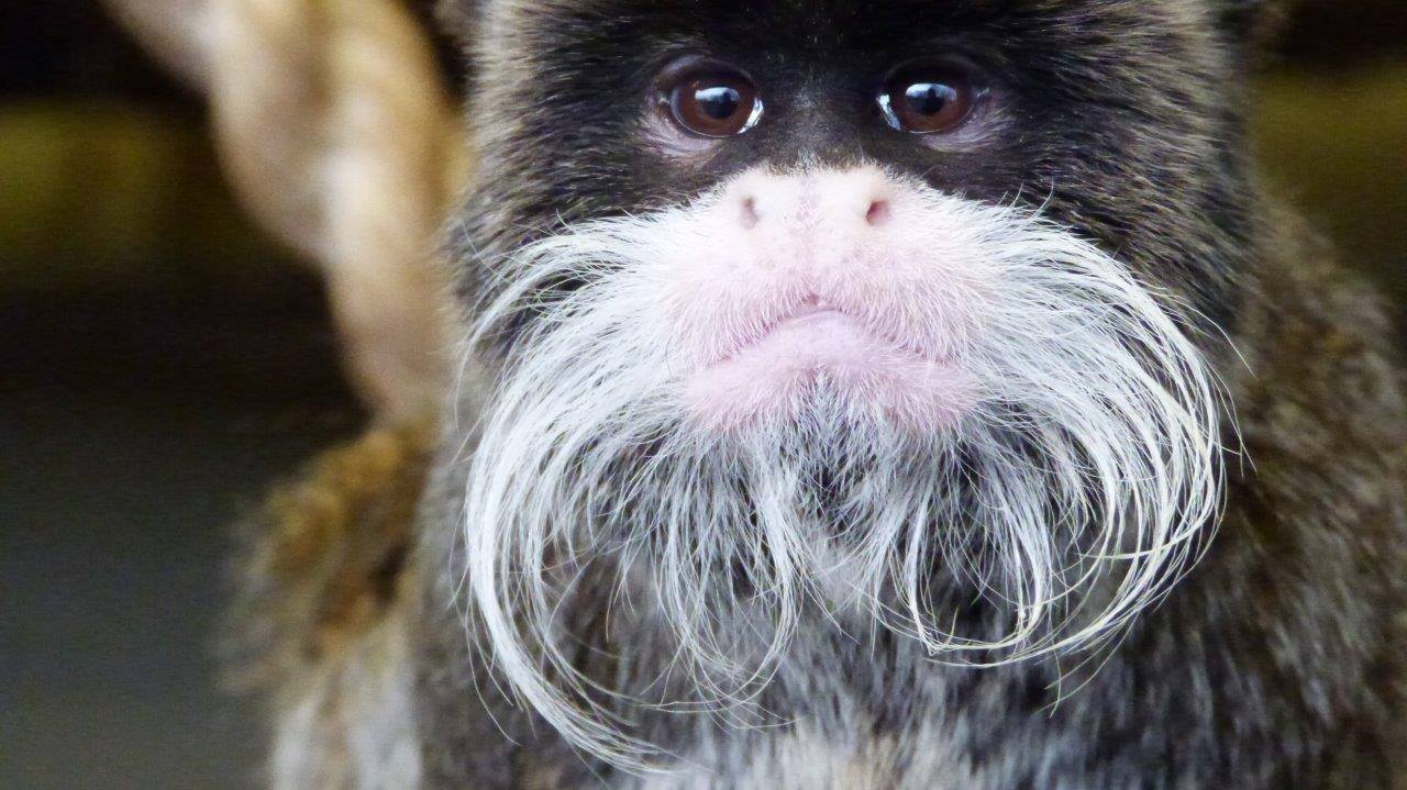(Blackpool Zoo/Facebook)