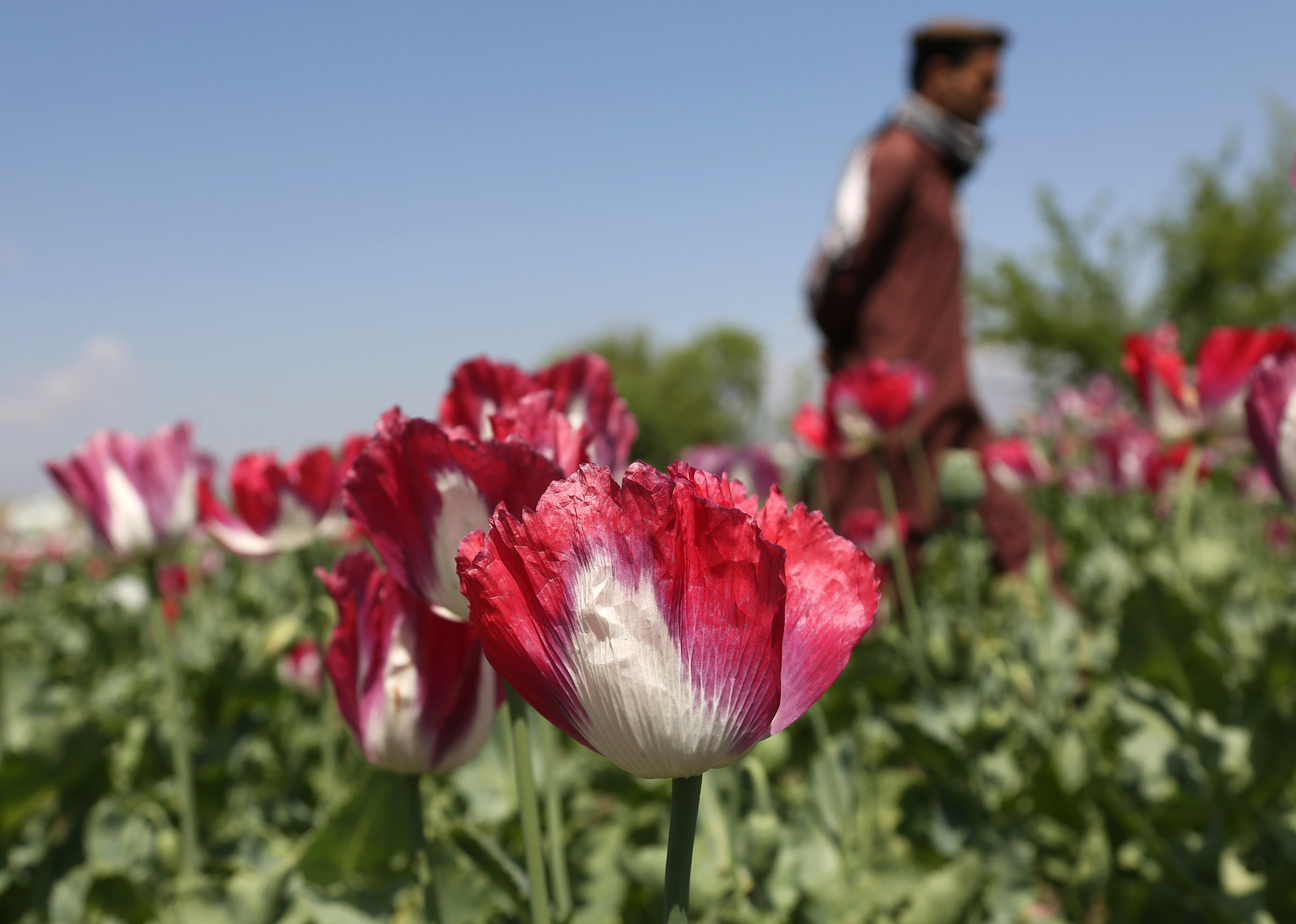 (AP Photo/Rahmat Gul)