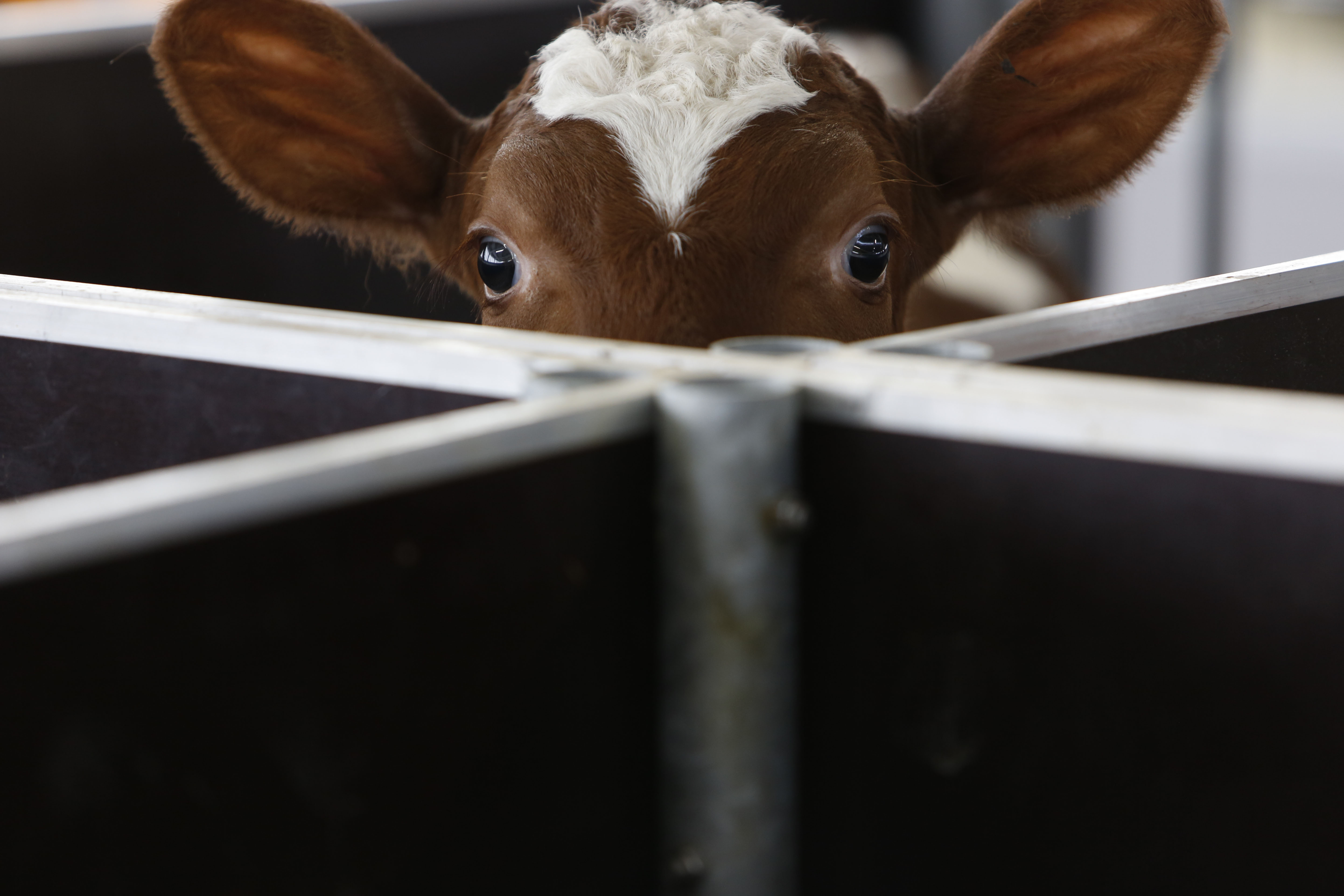 In this photo taken on Tuesday, April 15, 2014, a Norwegian Red calf waits for food inside a farm in the village of Kozarac, near Bosnian town of Perijedor, 250 kms northwest of Sarajevo. Bosnian farmer Jusuf Arifagic invested eight million euro into the luxury farm that started four months ago with the import of 115 Norwegian Red Cows - a type of tough and hornless animal bred in Norway over the past 75 years to produce more and better milk than the usual cow known in the Balkans. He plans to expand into the biggest facility keeping this type of animal in Europe with 5,000 cows. In a country where half of the population is living in poverty, his animals sleep on mattresses in a barn with a computerized air condition and lighting system. They are bathed regularly, get a massage whenever they feel like it and receive the occasional pedicure.(AP Photo/Amel Emric) (AP Photo/Amel Emric)