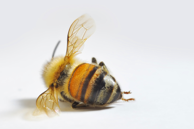 (<a href='http://www.istockphoto.com/user_view.php?id=774730'>dtimiraos</a> via <a href='http://www.istockphoto.com/'>iStock</a>)