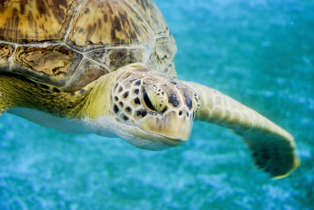 (Juan Garcia/Shutterstock)