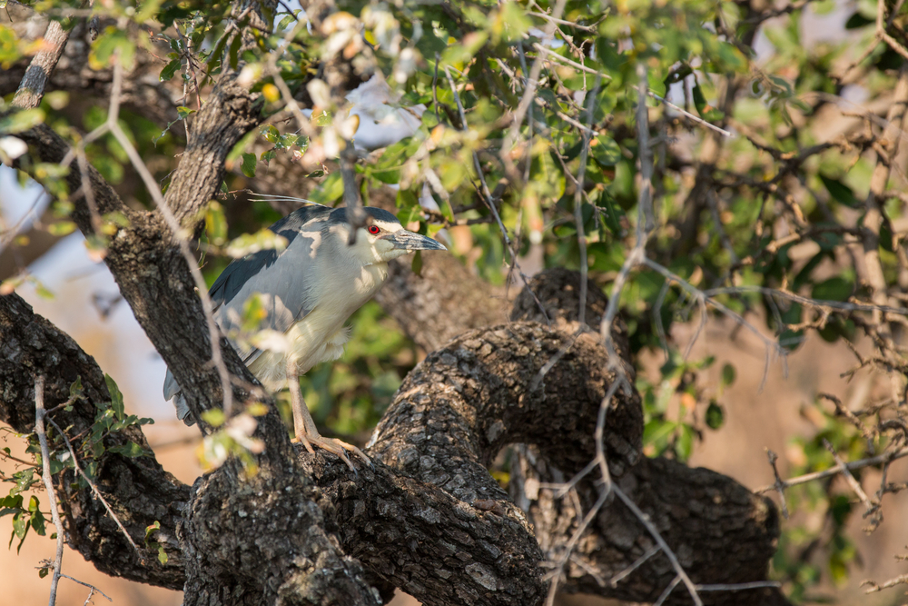 Back-crowned night heron (FCS/Shutterstock)