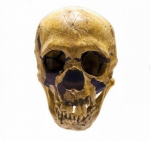 Neanderthal skull (shutterstock)