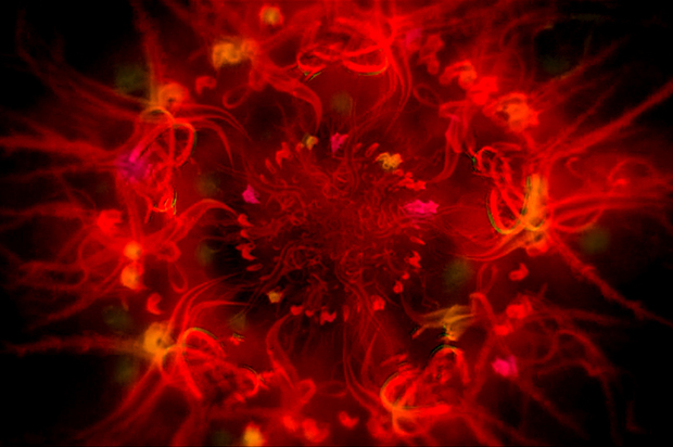 A still from the movie "Enter the Void" of a DMT hallucination. (IFC Films)