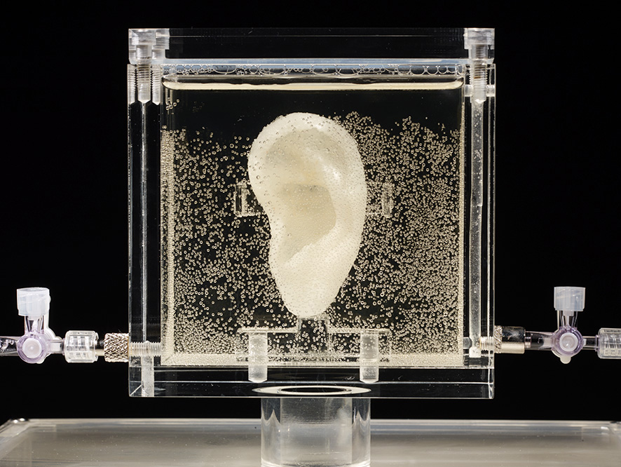 Undated picture shows an ear made of human cells grown from samples provided from a distant relative from Dutch artist Vincent van Gogh, in the center for art and media in Karlsruhe, Germany, Tuesday, June 3, 2014.  US based artist Diemut Strebe said she wants to combine art and science with the installation. ((AP Photo/Diemut Strebe.Sugababe))