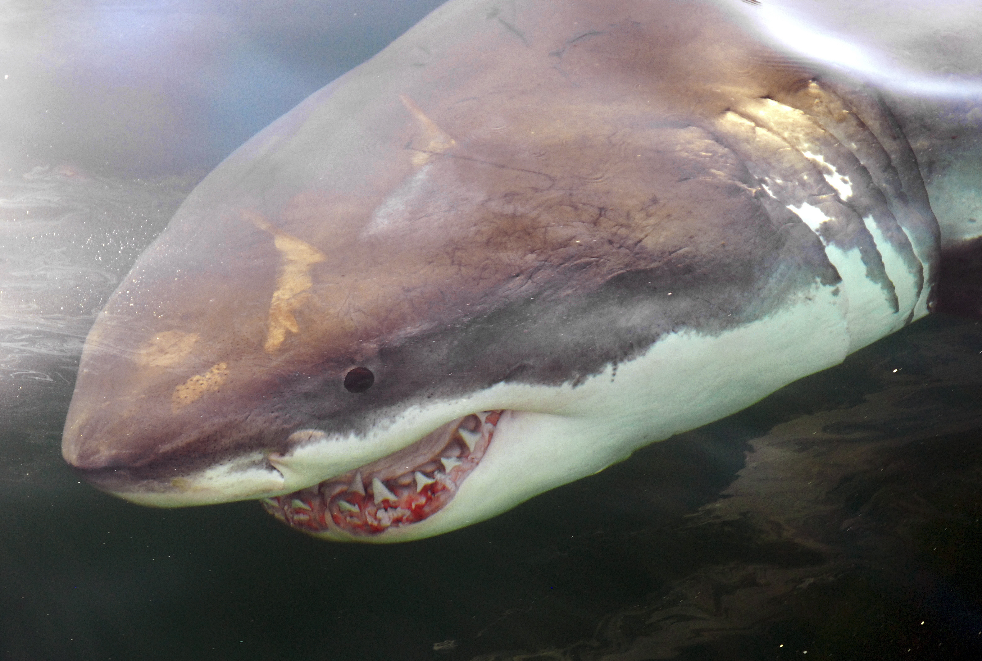 This undated photo provided by the National Oceanic and Atmospheric Administration shows a great white shark encountered off the coast of Massachusetts. A NOAA report released June 11, 2014 says great white abundance in the area has climbed since about 2000. The scientists report the sharks growing numbers are due to conservation efforts and greater availability of prey.  (AP Photo/NOAA, Greg Skomal) (AP)