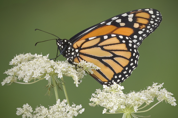 (<a href='http://www.istockphoto.com/user_view.php?id=1466555'>CathyKeifer</a> via <a href='http://www.istockphoto.com/'>iStock</a>)