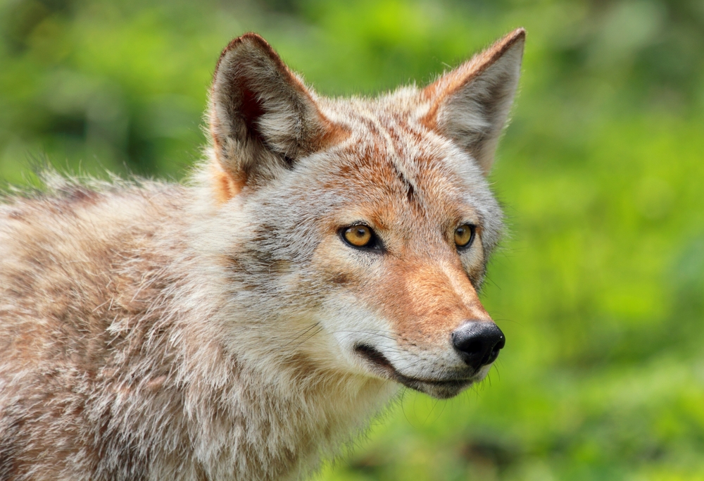(karl umbriaco/Shutterstock)