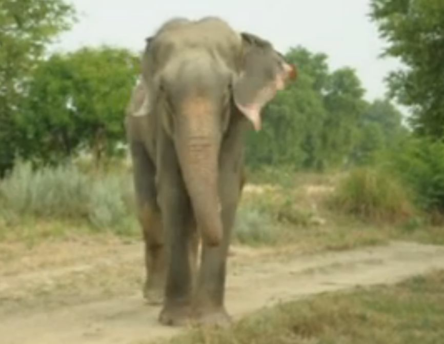 Raju the elephant (Screenshot)