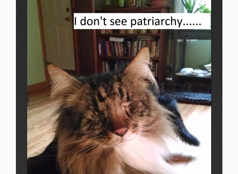 (<a href="http://confusedcatsagainstfeminism.tumblr.com/">Confused Cats Against Feminism</a>)