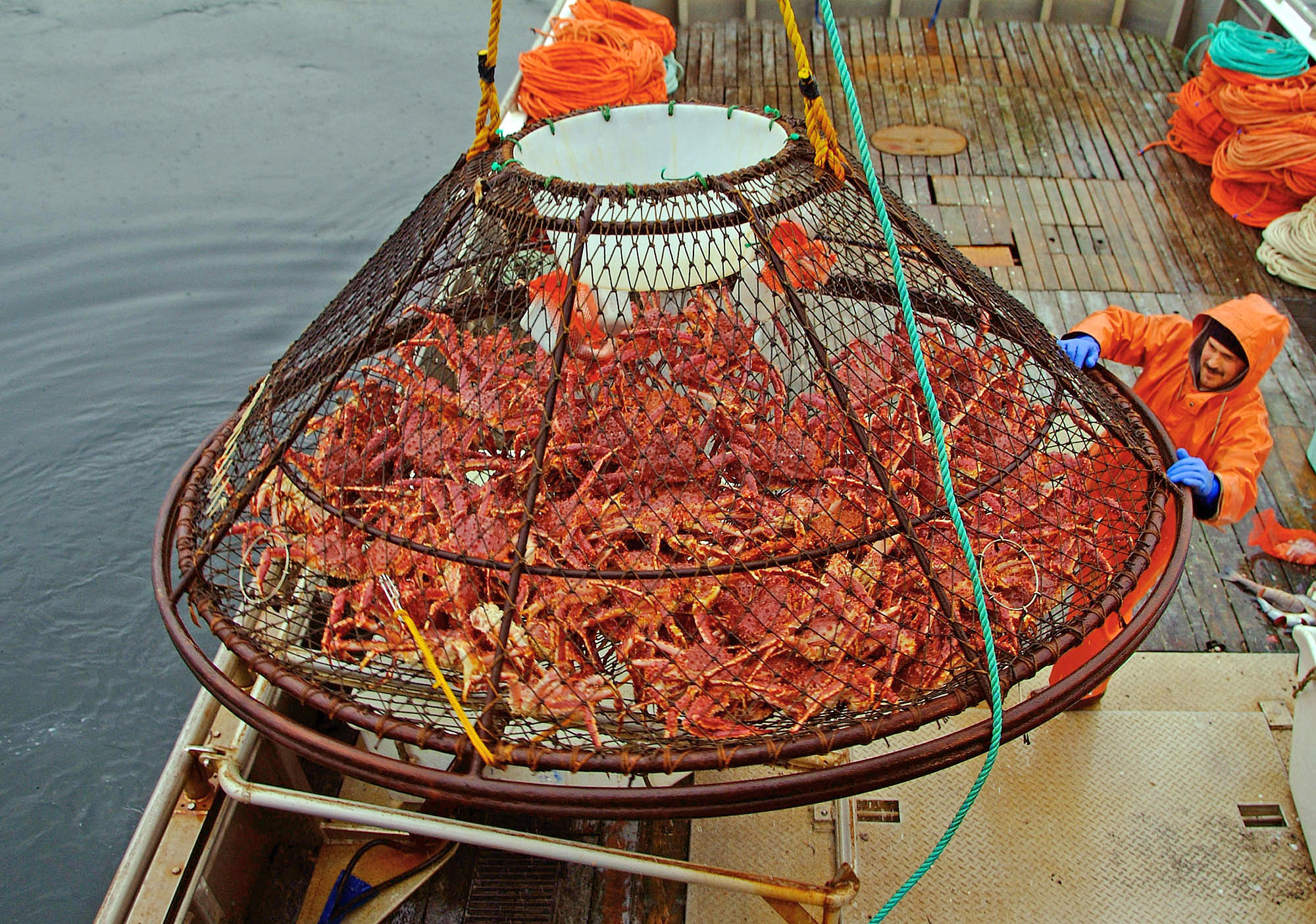 FILE - In this Nov. 6, 2005 file photo, Ralph Strickland guides a crab pot full of red king crabs onto the deck of F/V Frigidland during the current fishery in the waters off of Juneau, Alaska. The release of carbon dioxide into the air from factory smokestacks to the tailpipe on your car could pose a risk to red king crab and other lucrative fisheries in Alaska, a new report says. The research, led by the National Oceanic and Atmospheric Administration, was to be published Tuesday, July 29, 2014,  in the online journal Progress in Oceanography. (AP Photo/Klas Stolpe, File) (AP)