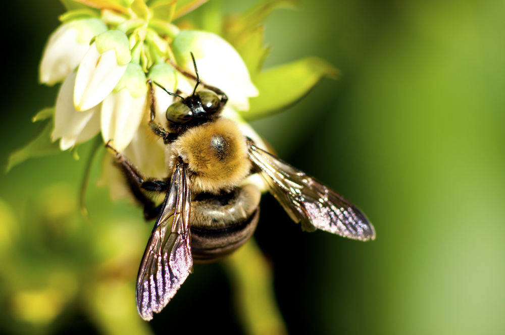 (Betty Shelton/Shutterstock)
