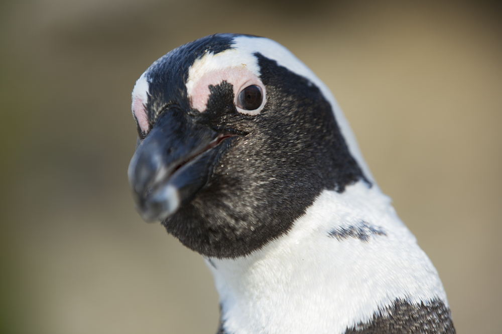 (Mogens Trolle/Shutterstock)