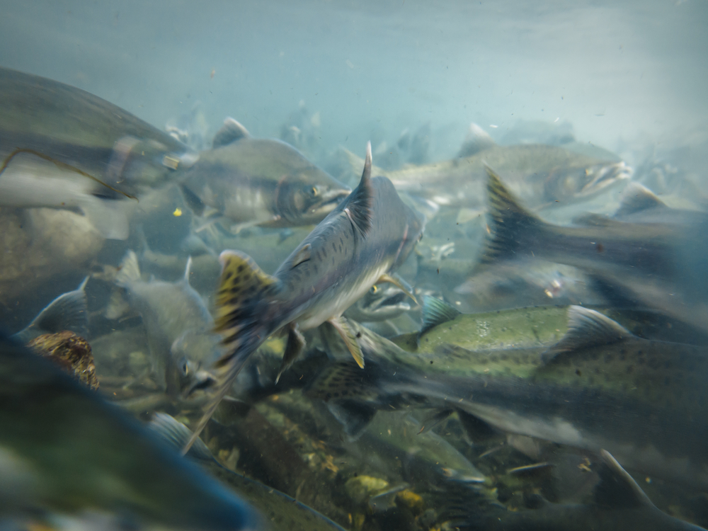 Sockeye salmon spawn in an Alaskan river (Pete Niesen/Shutterstock)