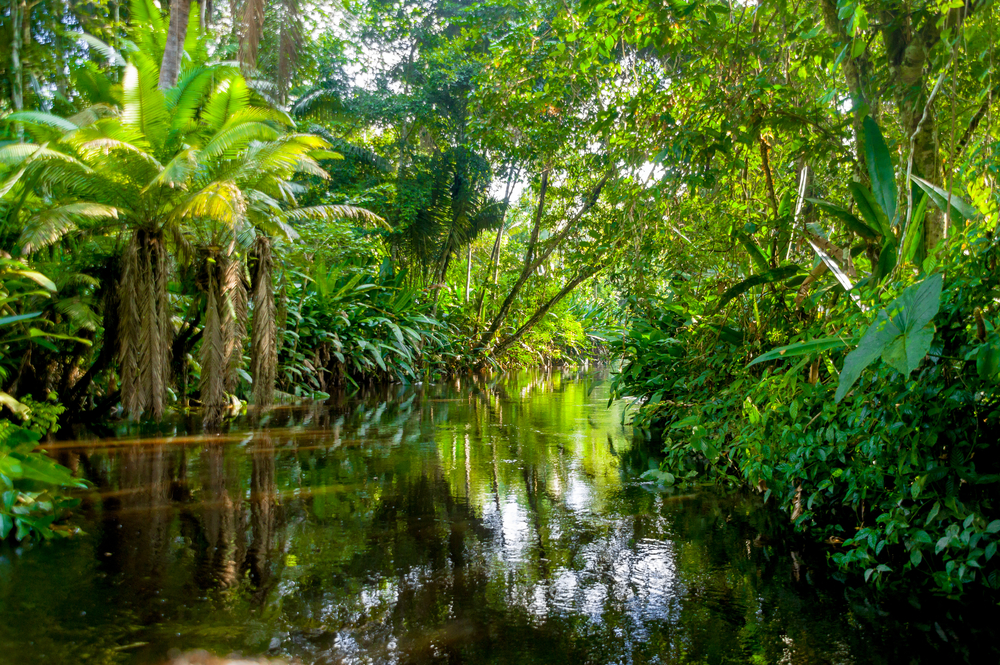 Yasuni, Ecuador (Pablo Hidalgo/Shutterstock)