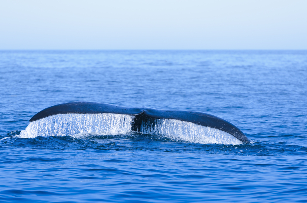 North Atlantic Right Whale (Stephen Meese/Shutterstock)