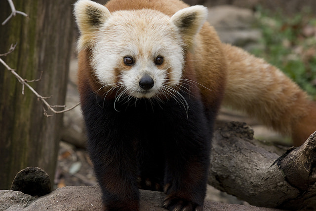 Shama (Mehgan Murphy, Smithsonian's National Zoo)