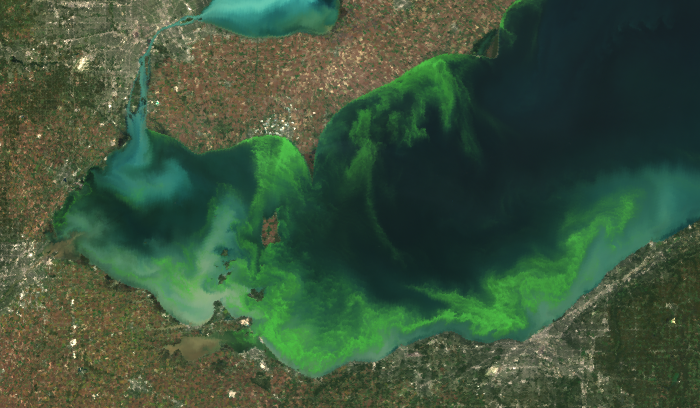 Satellite image of 2011 Lake Erie bloom (the most severe in decades) (MERIS/NASA)