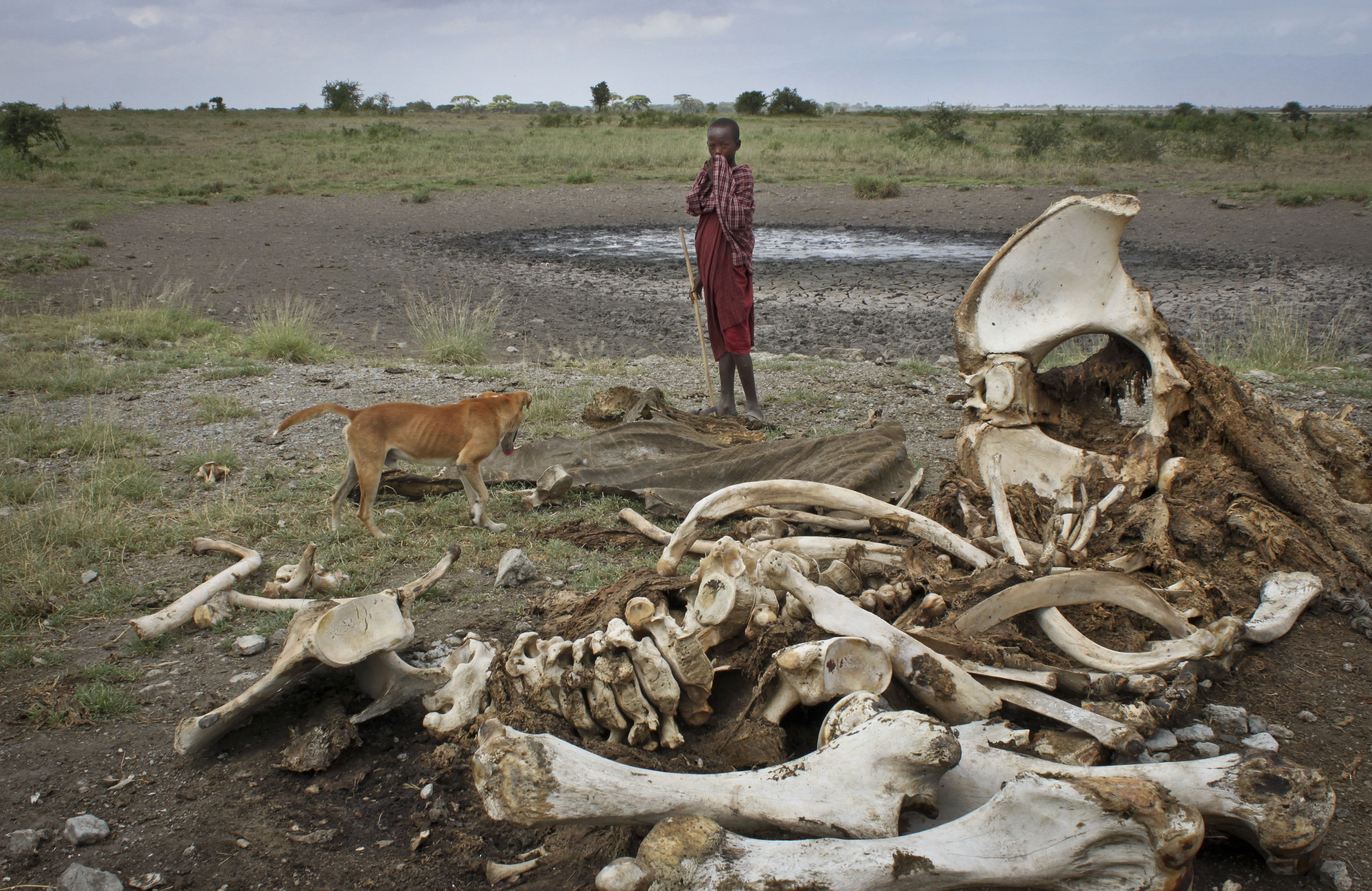 FILE - In this Wednesday, Feb. 13, 2013 file photo, a Maasai boy and his dog stand near the skeleton of an elephant killed by poachers outside of Arusha, Tanzania. (AP/Jason Straziuso)