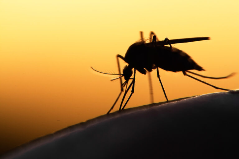 Mosquito (<a href='http://www.shutterstock.com/gallery-299515p1.html'>mycteria</a> via <a href='http://www.shutterstock.com/'>Shutterstock</a>)