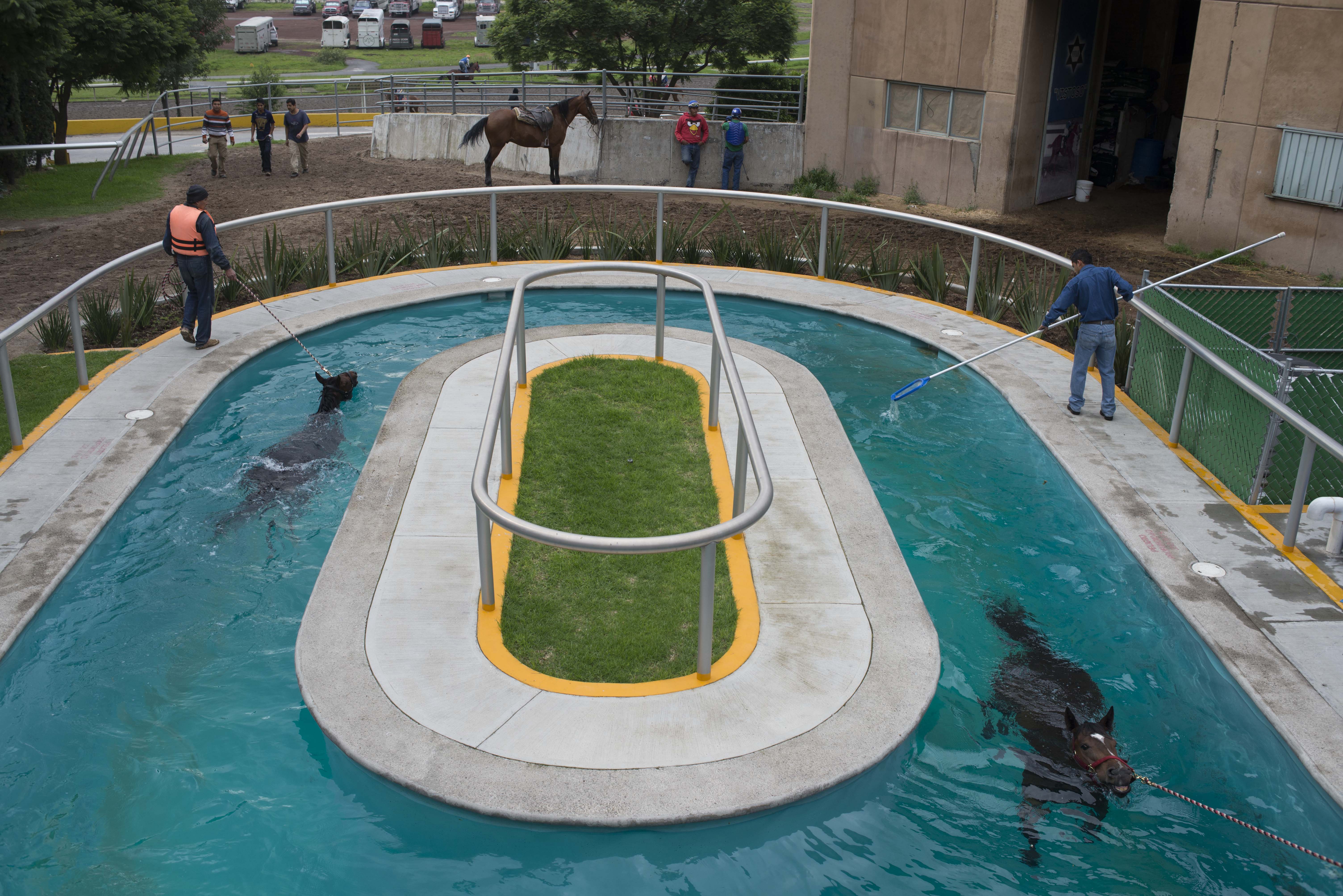 In this Wednesday, July 2, 2014 photo, horses swim in a treadmill hydrotherapy pool while another employee scoops dirt out of the pool at the Hippodrome of the Americas in Mexico City. The low-impact therapy helps the horses recover from rigorous exercise and racing. (AP Photo/Sean Havey) (AP)