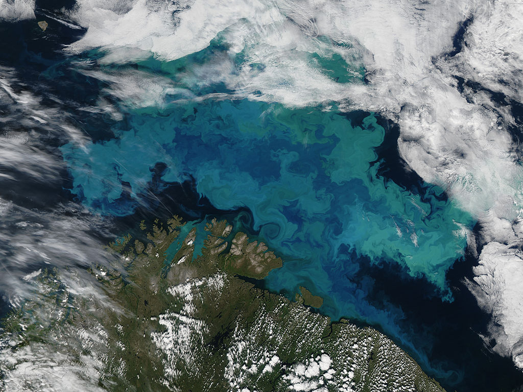 A coccolithophore bloom in the Barents Sea (NASA Earth Observatory/Wikimedia Commons)